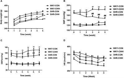 Chronic Intermittent Hypobaric Hypoxia Decreases High Blood Pressure by Stabilizing the Vascular Renin-Angiotensin System in Spontaneously Hypertensive Rats